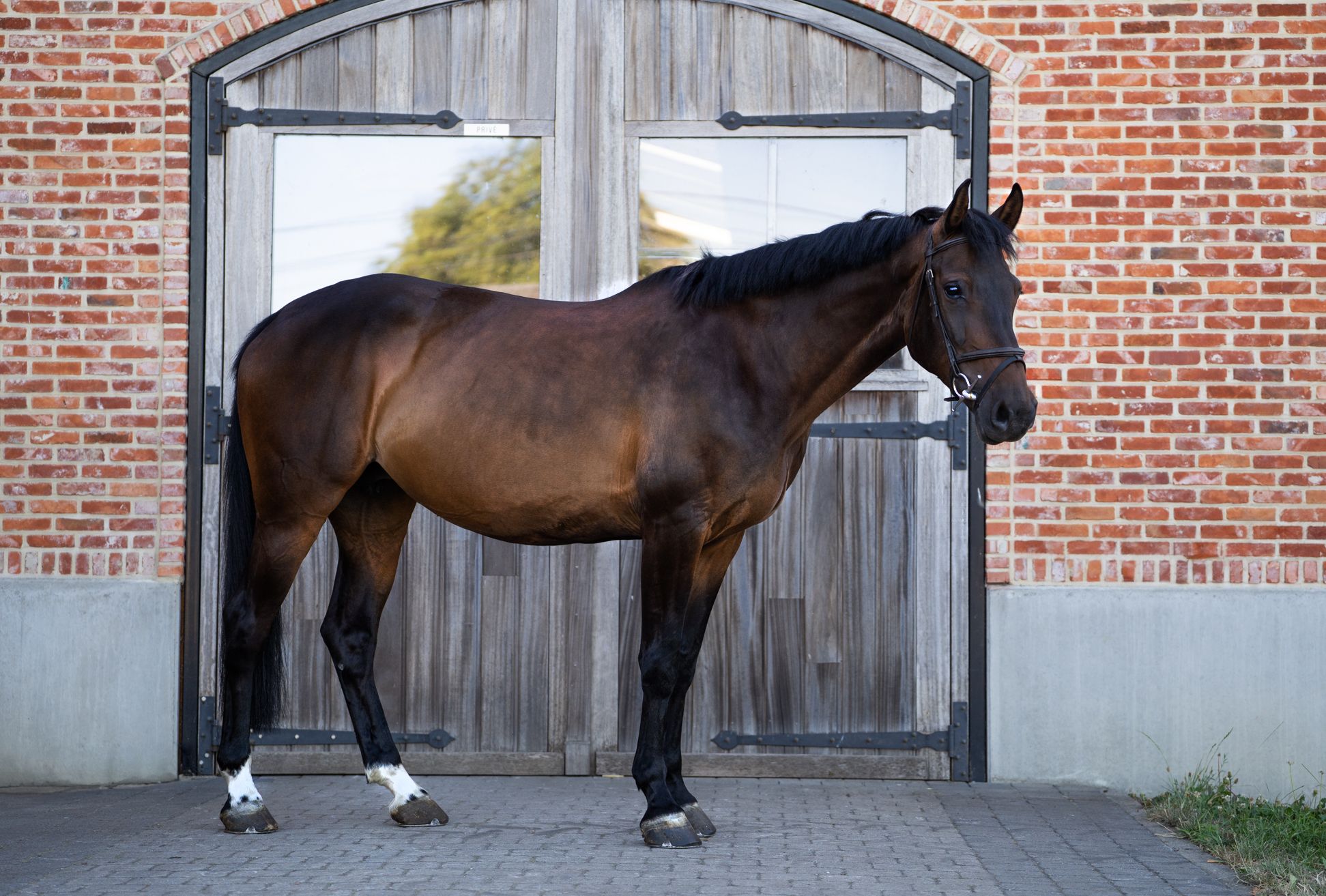 bwp springpaard merrie 7 years old donkerbruin for sale - Photo 3