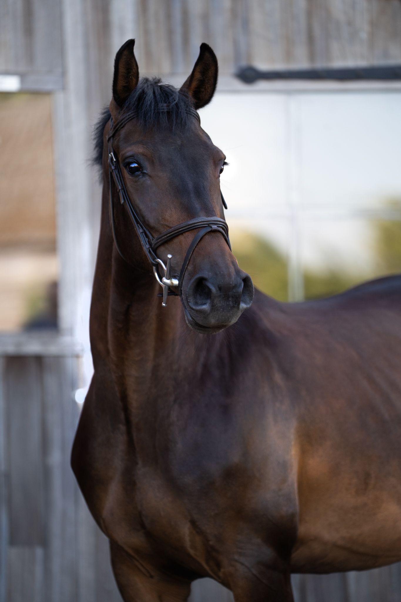 bwp springpaard merrie 7 years old donkerbruin for sale - Photo 2