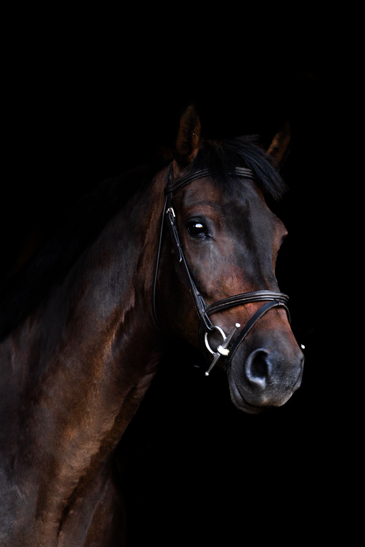 Tilly’s Star | I Am Codex x Harley VDL | SBB 6-year-old finalist | Clear 1.25m | Junior prospect