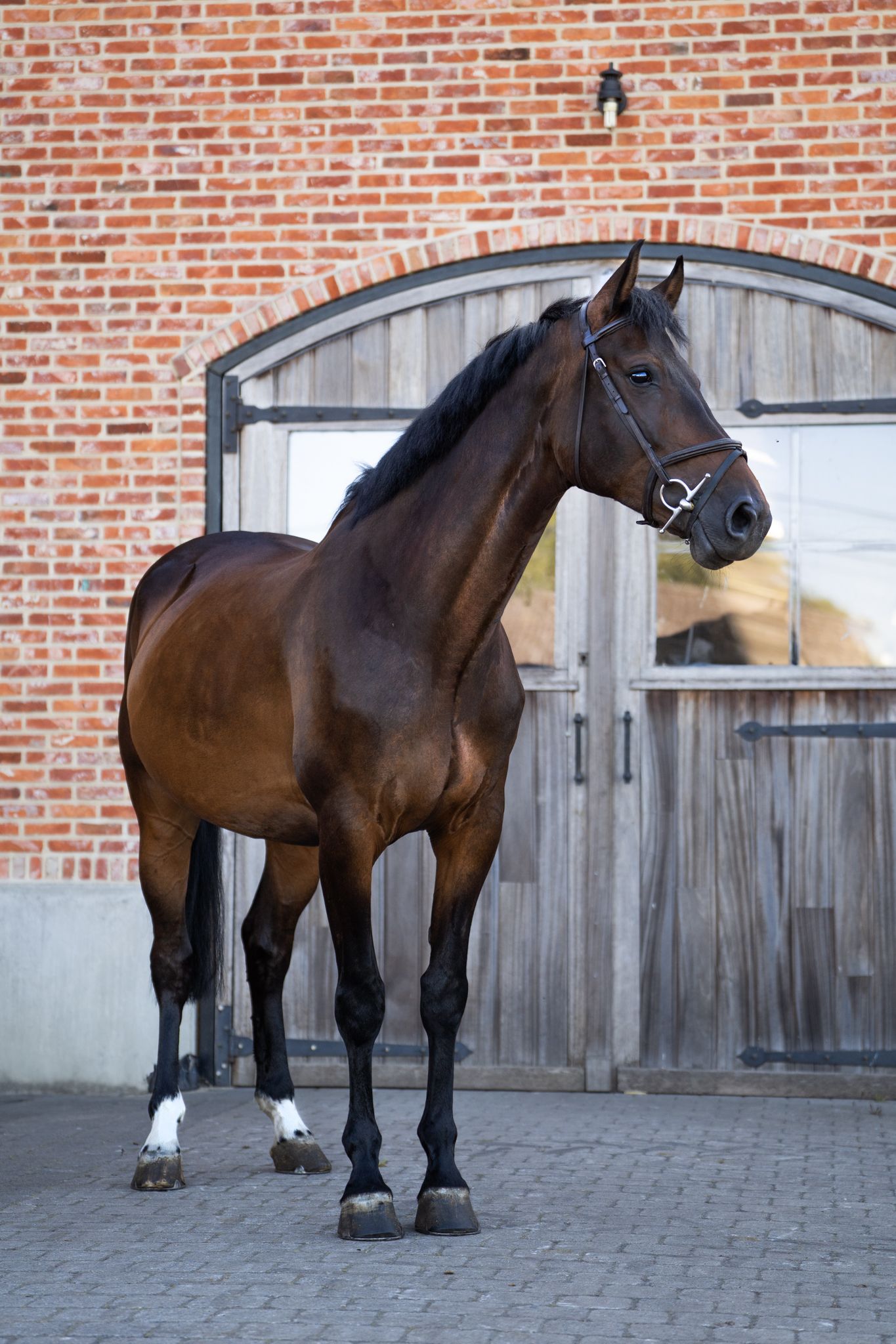 bwp springpaard merrie 7 years old donkerbruin for sale - Photo 4