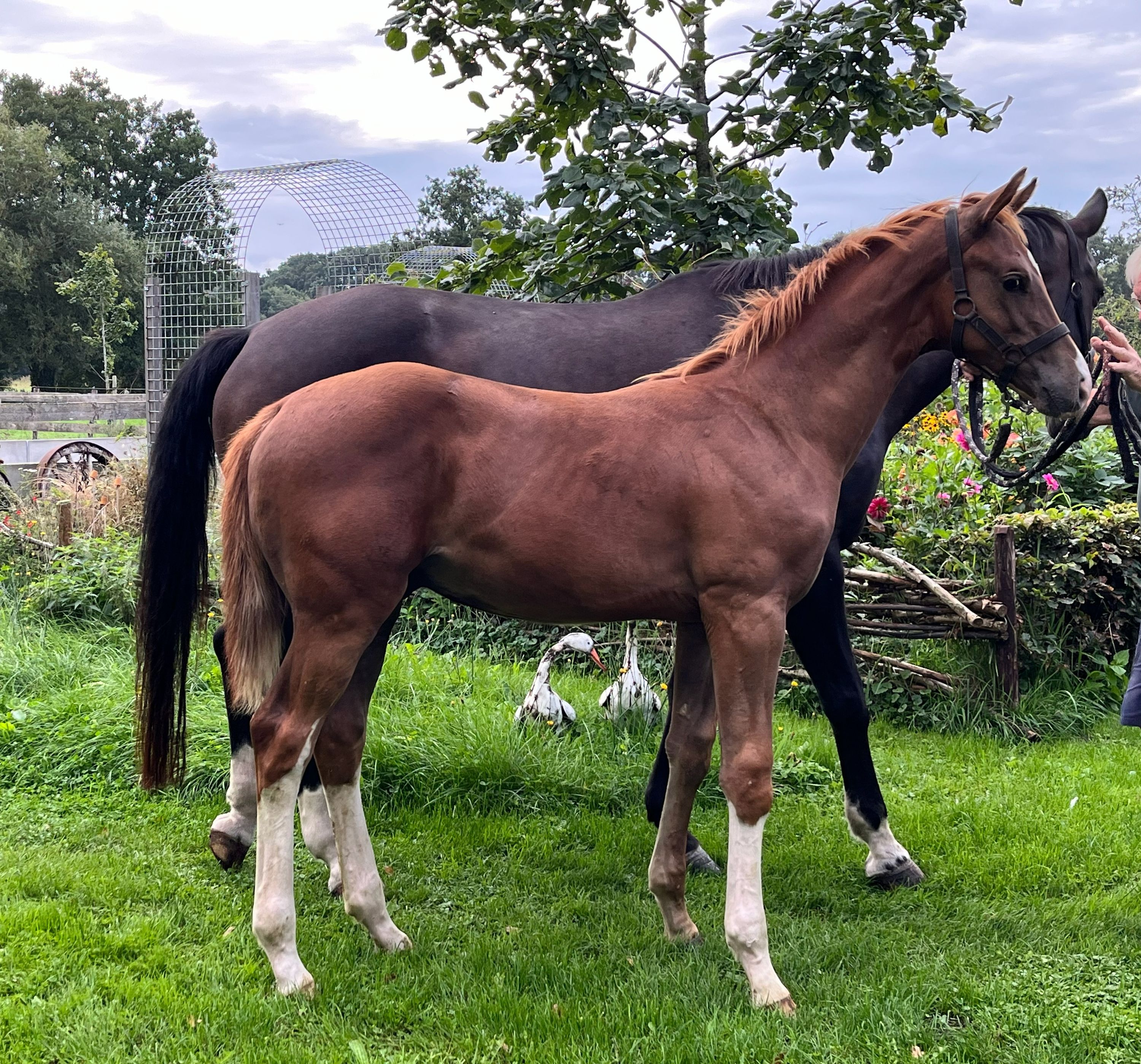 Promising colt by Pitch Perfect out of Murona damline