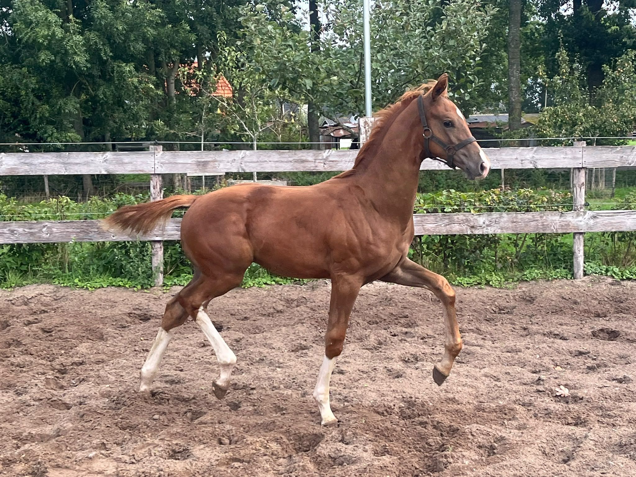 kwpn dressuurpaard hengst 0 years old vos for sale - Photo 2