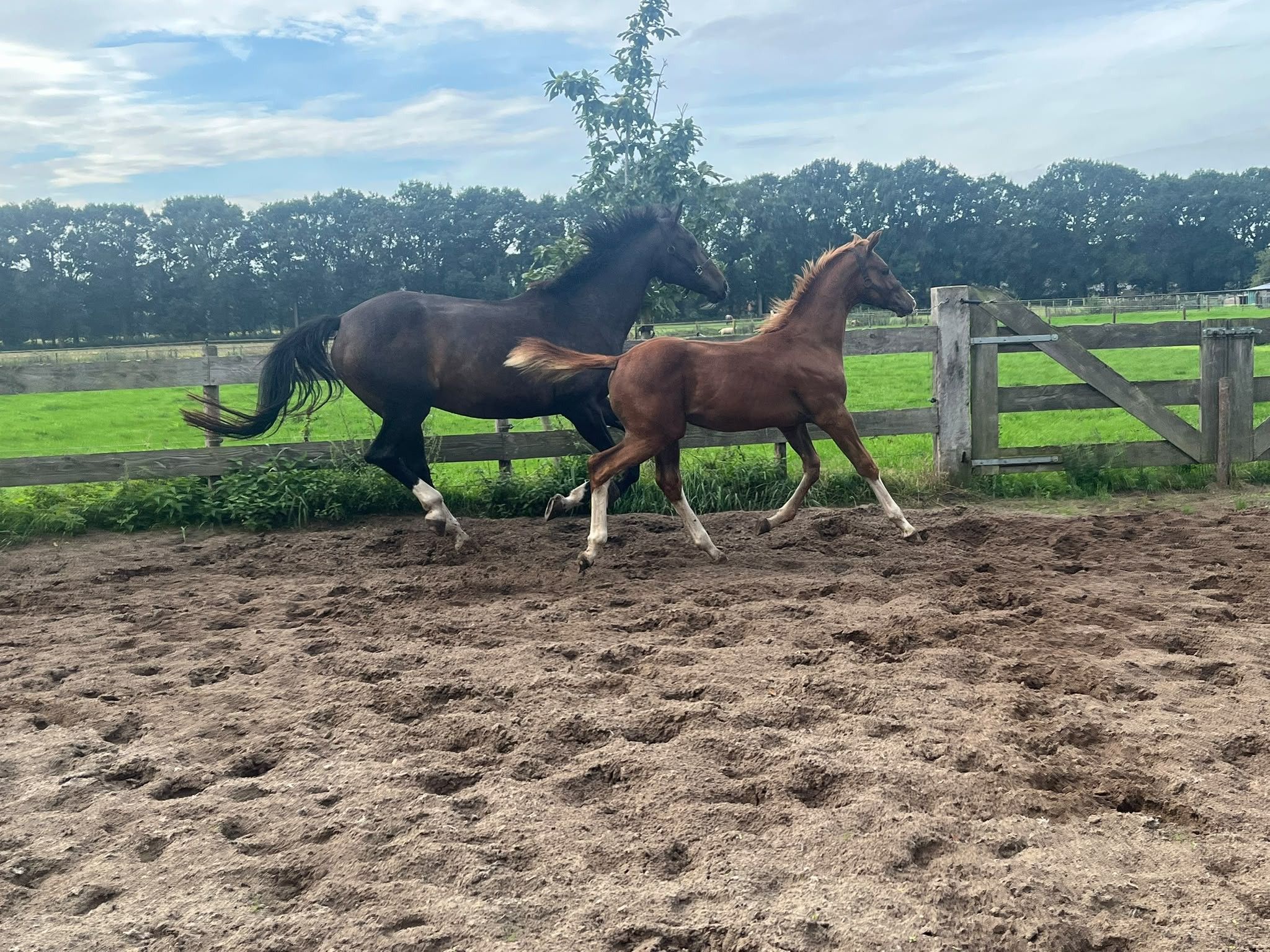 kwpn dressuurpaard hengst 0 years old vos for sale - Photo 3