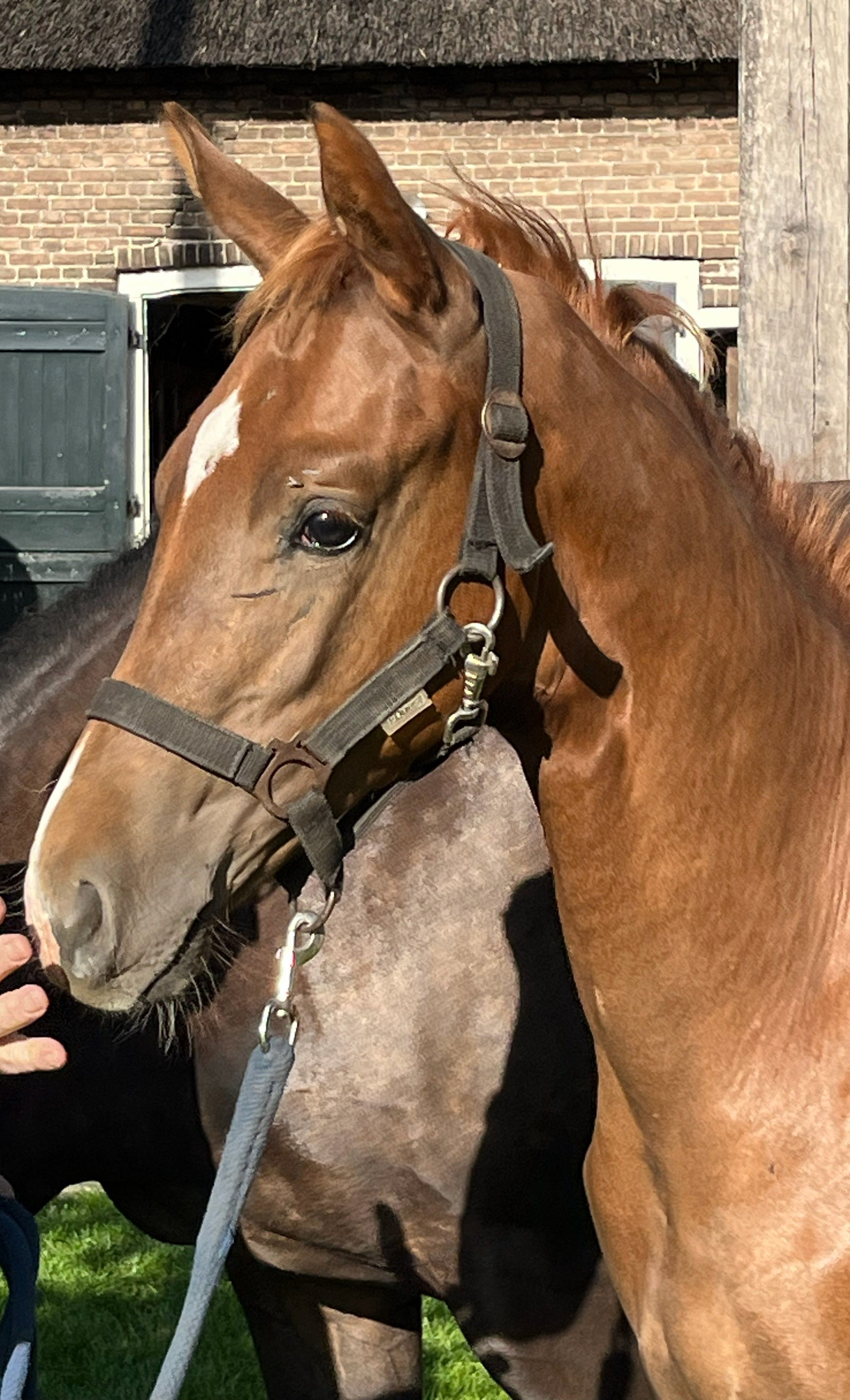 kwpn dressuurpaard hengst 0 years old vos for sale - Photo 4