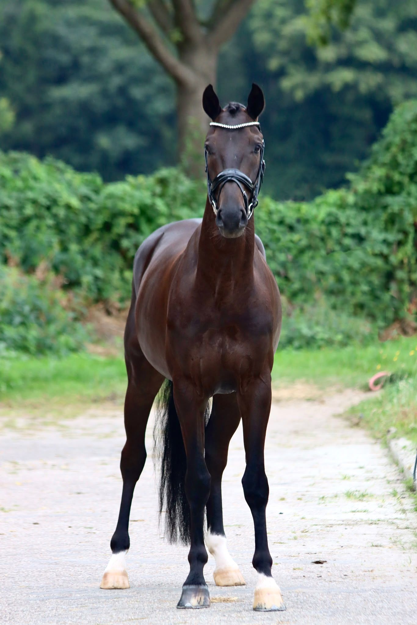 Super talented 5-year-old gelding for sale