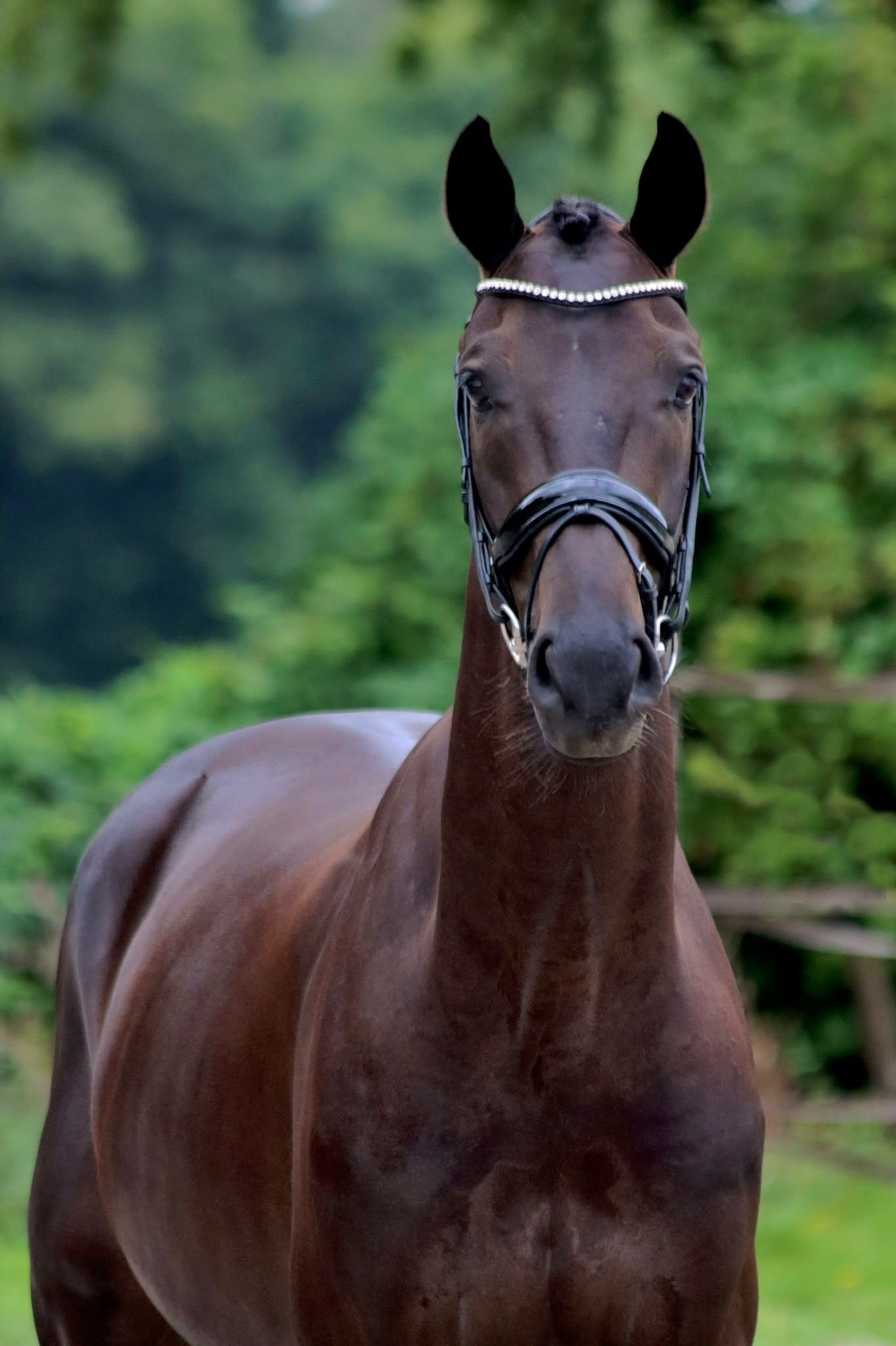 kwpn dressuurpaard ruin 5 years old zwart for sale - Photo 2