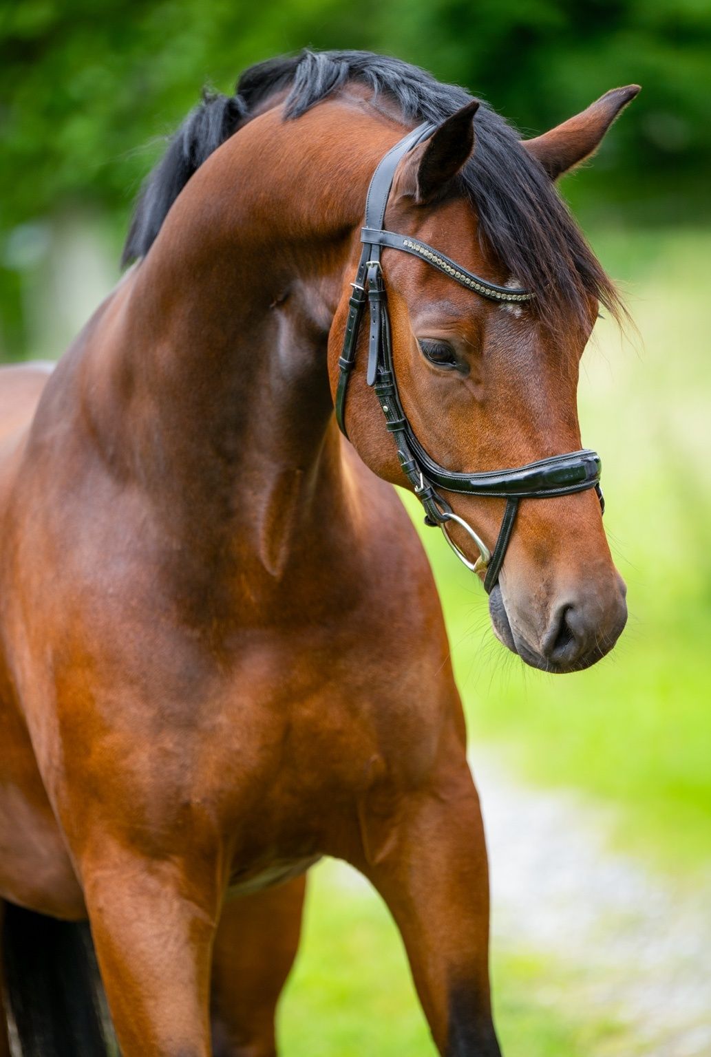 kwpn dressuurpaard ruin 5 år donkerbruin till salu - Foto 2