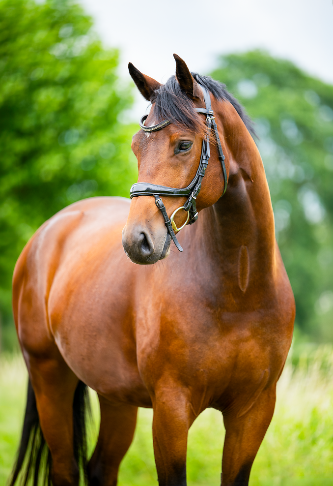kwpn dressuurpaard ruin 5 år donkerbruin till salu - Foto 3