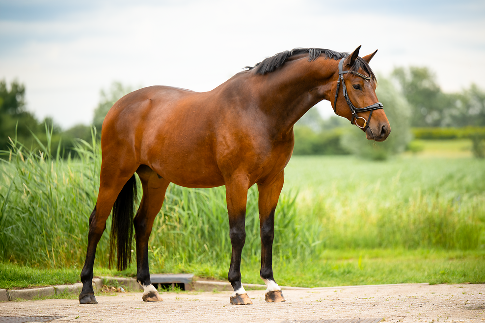 kwpn dressuurpaard ruin 5 år donkerbruin till salu - Foto 4
