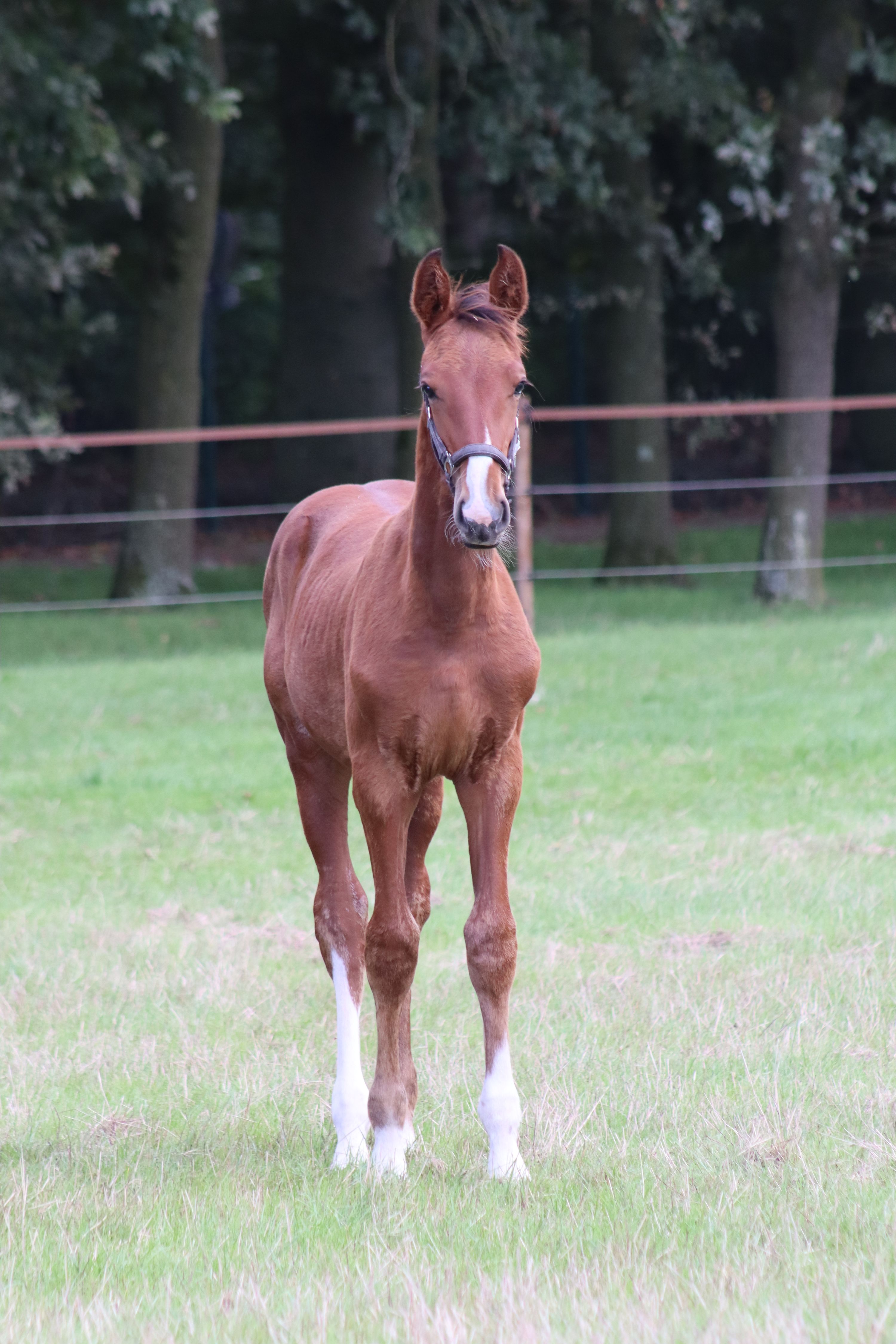 Showjumping-bred colt foal
