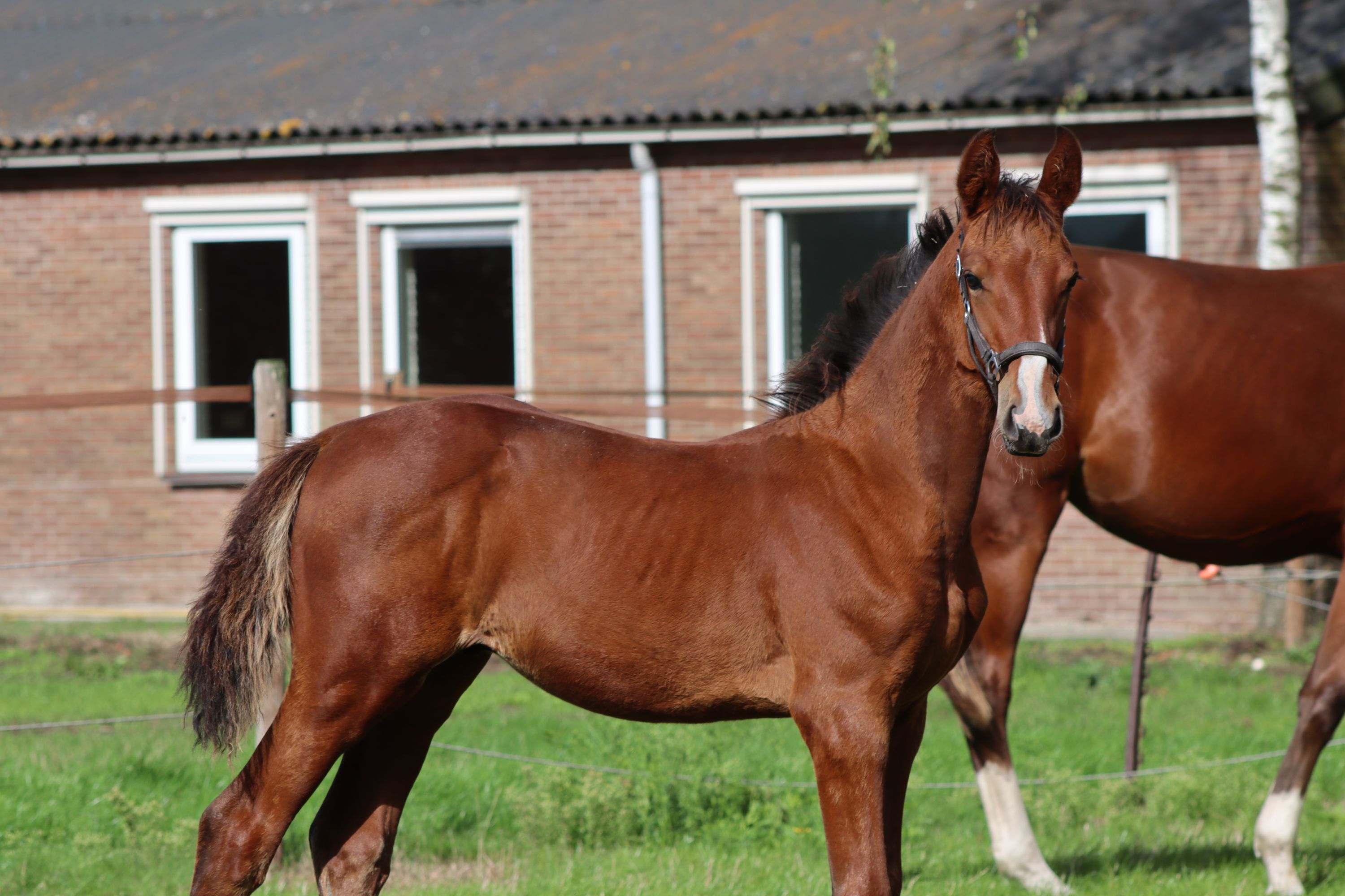 kwpn springpaard hengst 0 years old bruin for sale - Photo 2