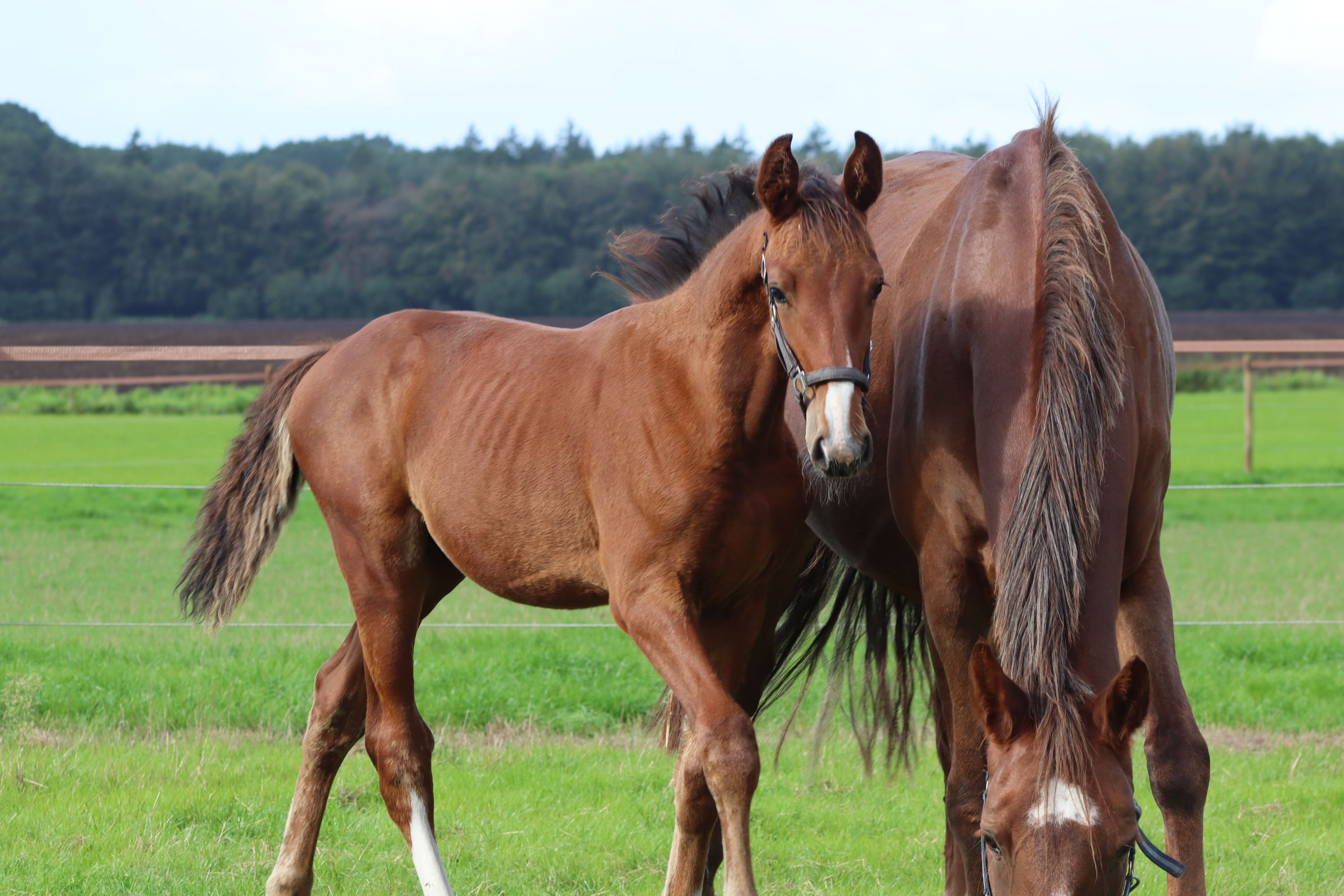 kwpn springpaard hengst 0 years old bruin for sale - Photo 3