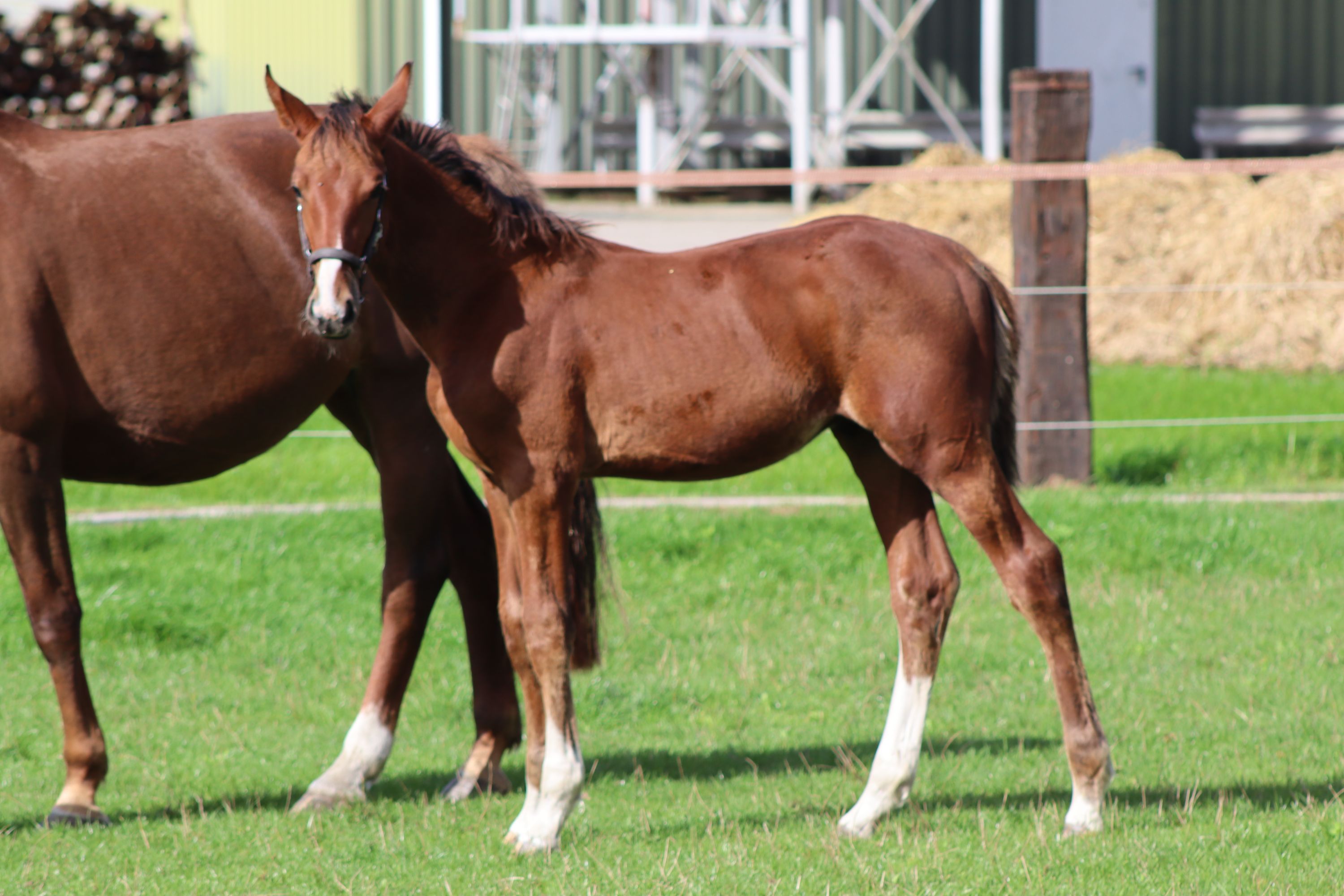 kwpn springpaard hengst 0 years old bruin for sale - Photo 4