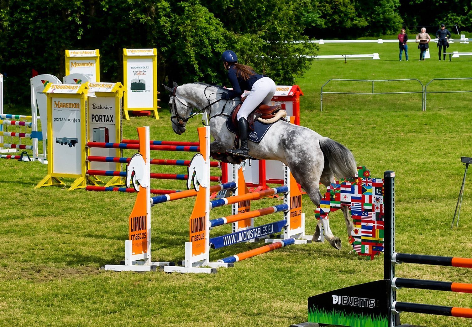 kwpn springpaard merrie 8 ani schimmel de vânzare - Foto 2