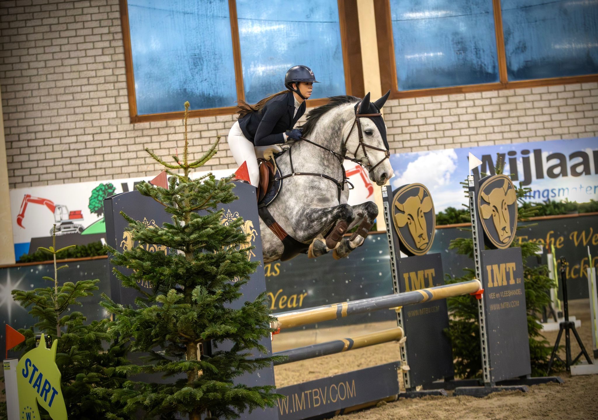 kwpn springpaard merrie 8 ani schimmel de vânzare - Foto 4