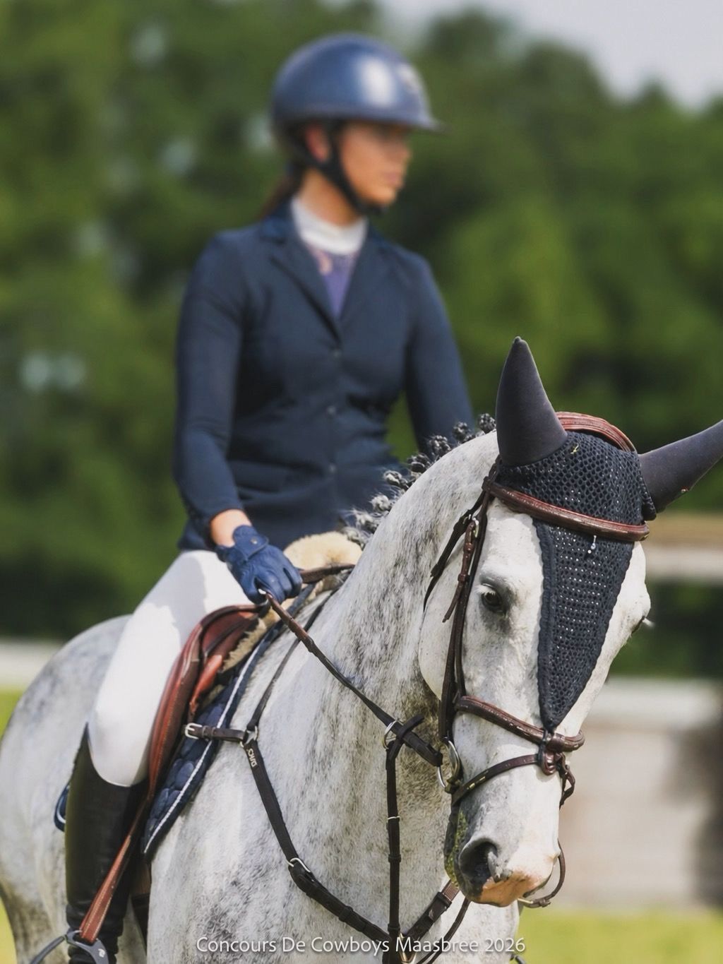 kwpn springpaard merrie 8 ani schimmel de vânzare - Foto 3