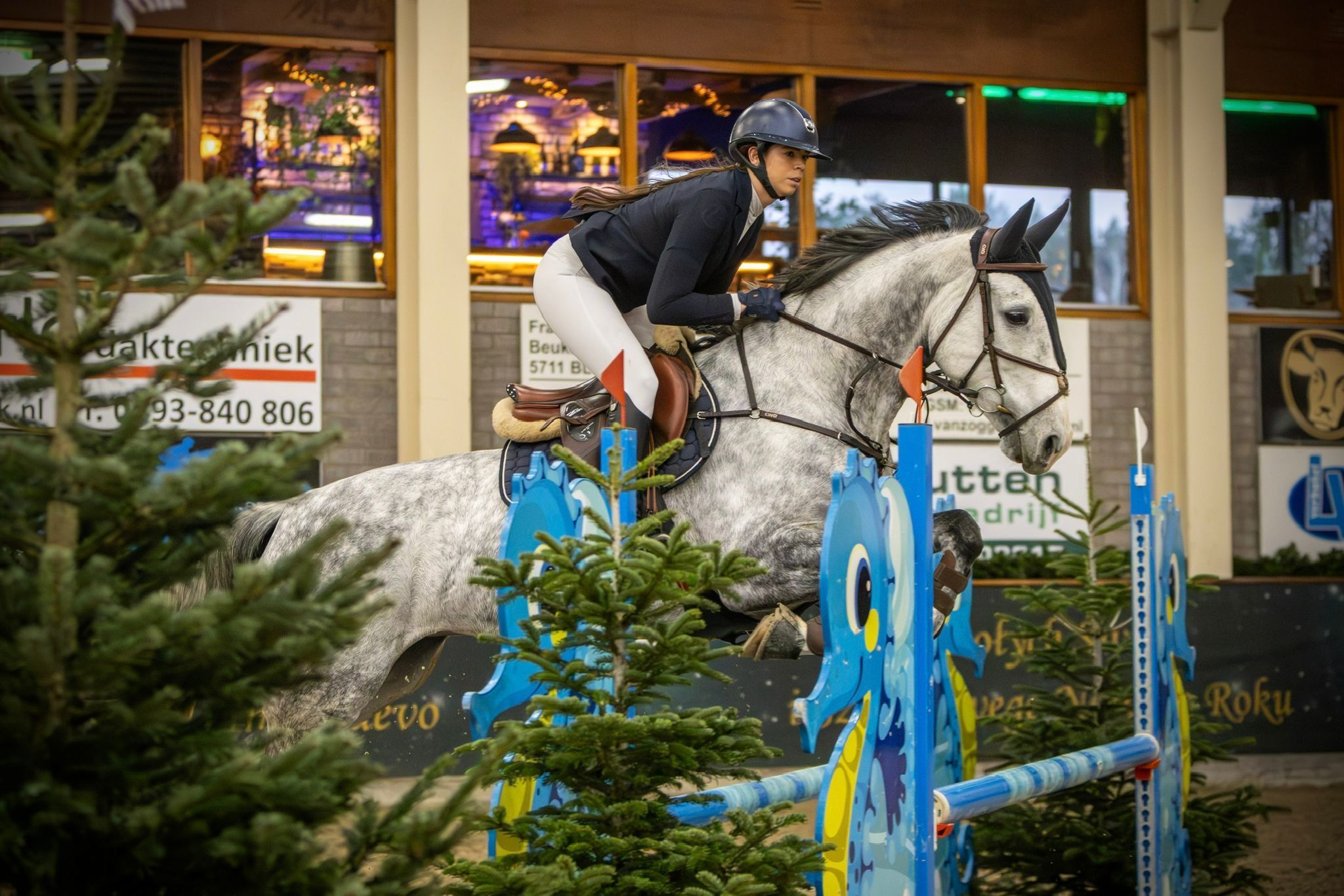 kwpn springpaard merrie 8 ani schimmel de vânzare - Foto 5