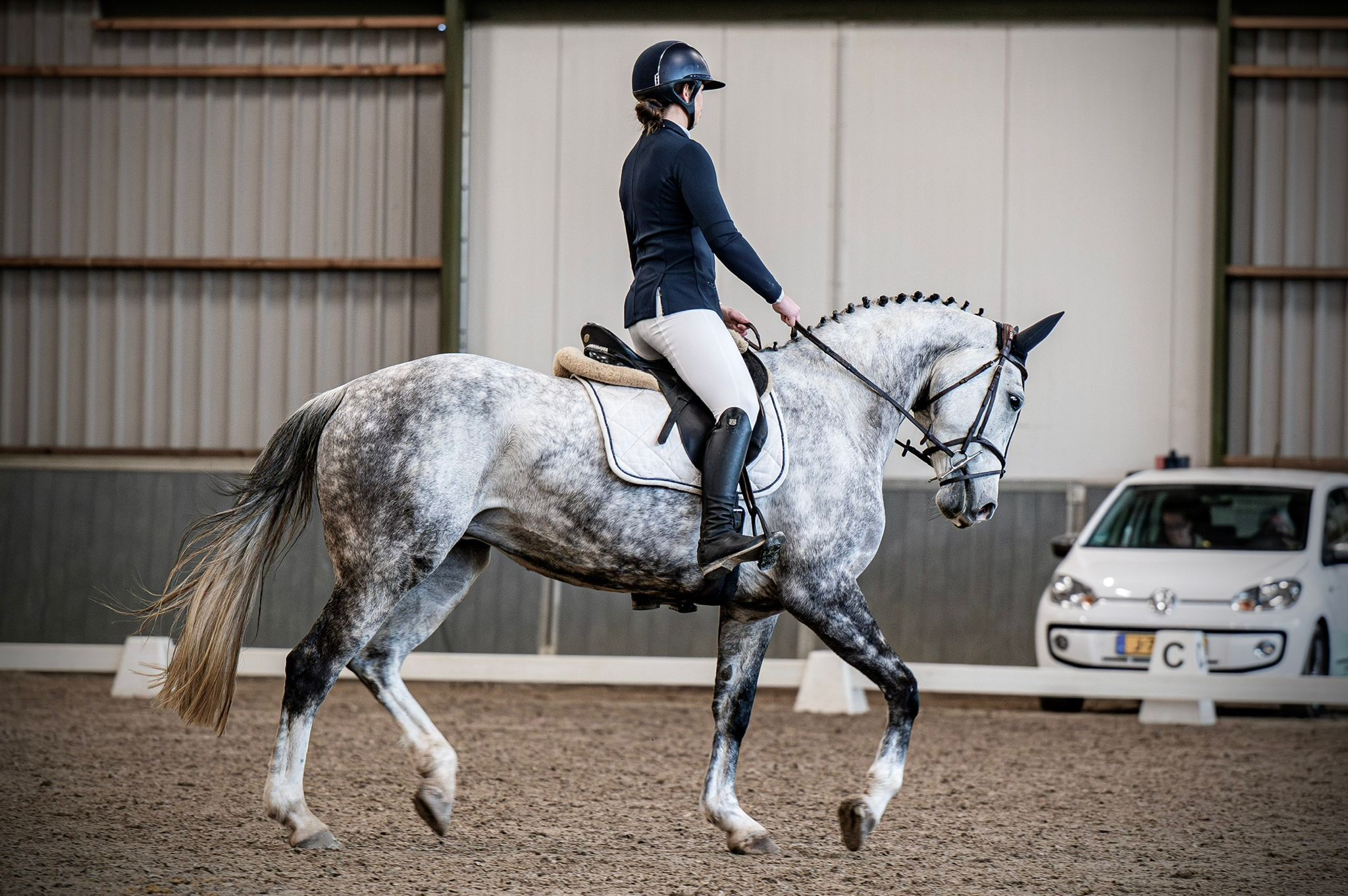 kwpn springpaard merrie 8 ani schimmel de vânzare - Foto 6