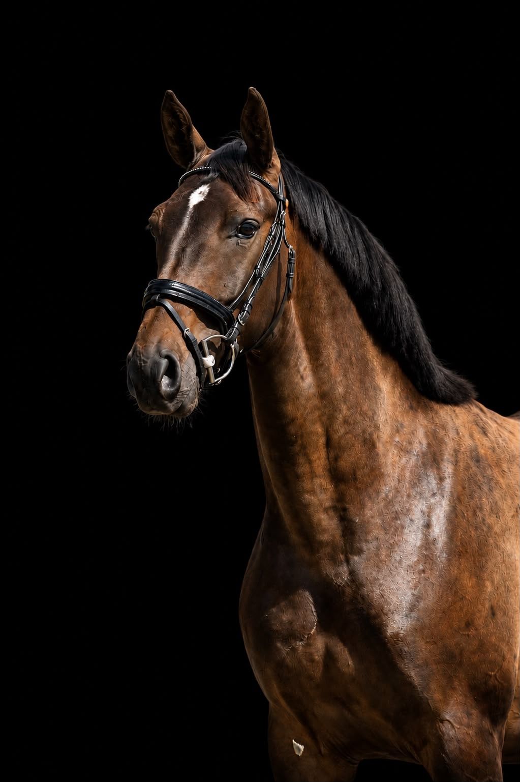 Stunning 4-year-old gelding with a cool temperament