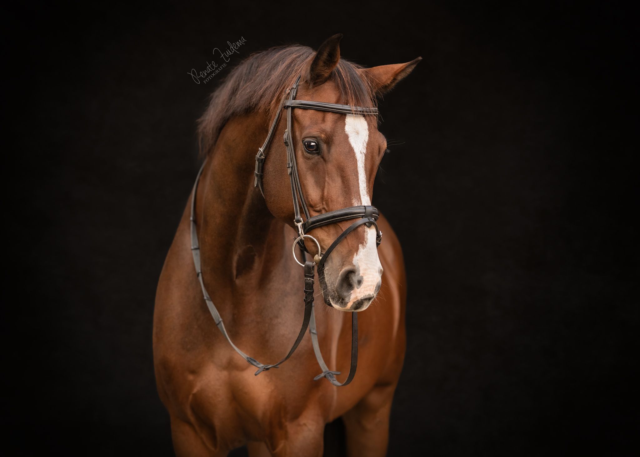Ervaren springpaard Contendro 1 x Burggraaf