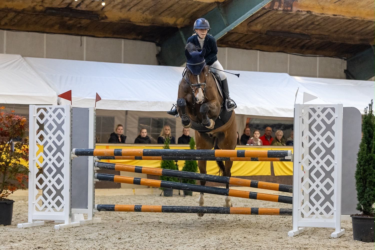 kwpn springpaard ruin 16 years old donkerbruin for sale - Photo 4