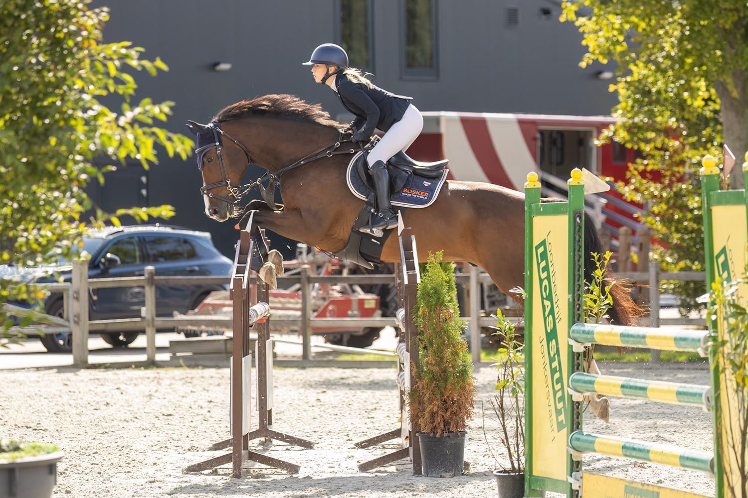 kwpn springpaard ruin 16 years old donkerbruin for sale - Photo 5