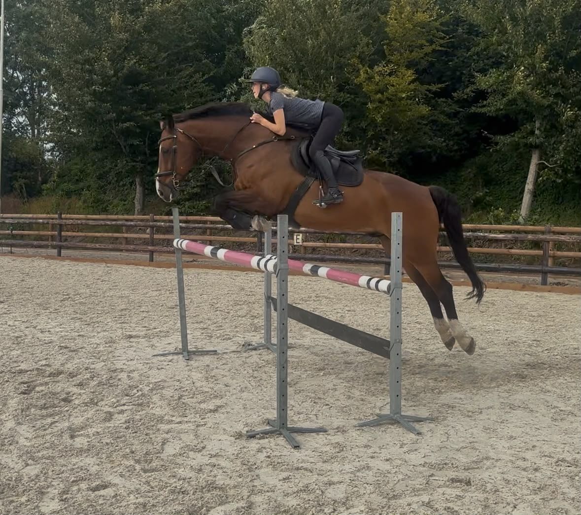 kwpn springpaard ruin 16 years old donkerbruin for sale - Photo 6