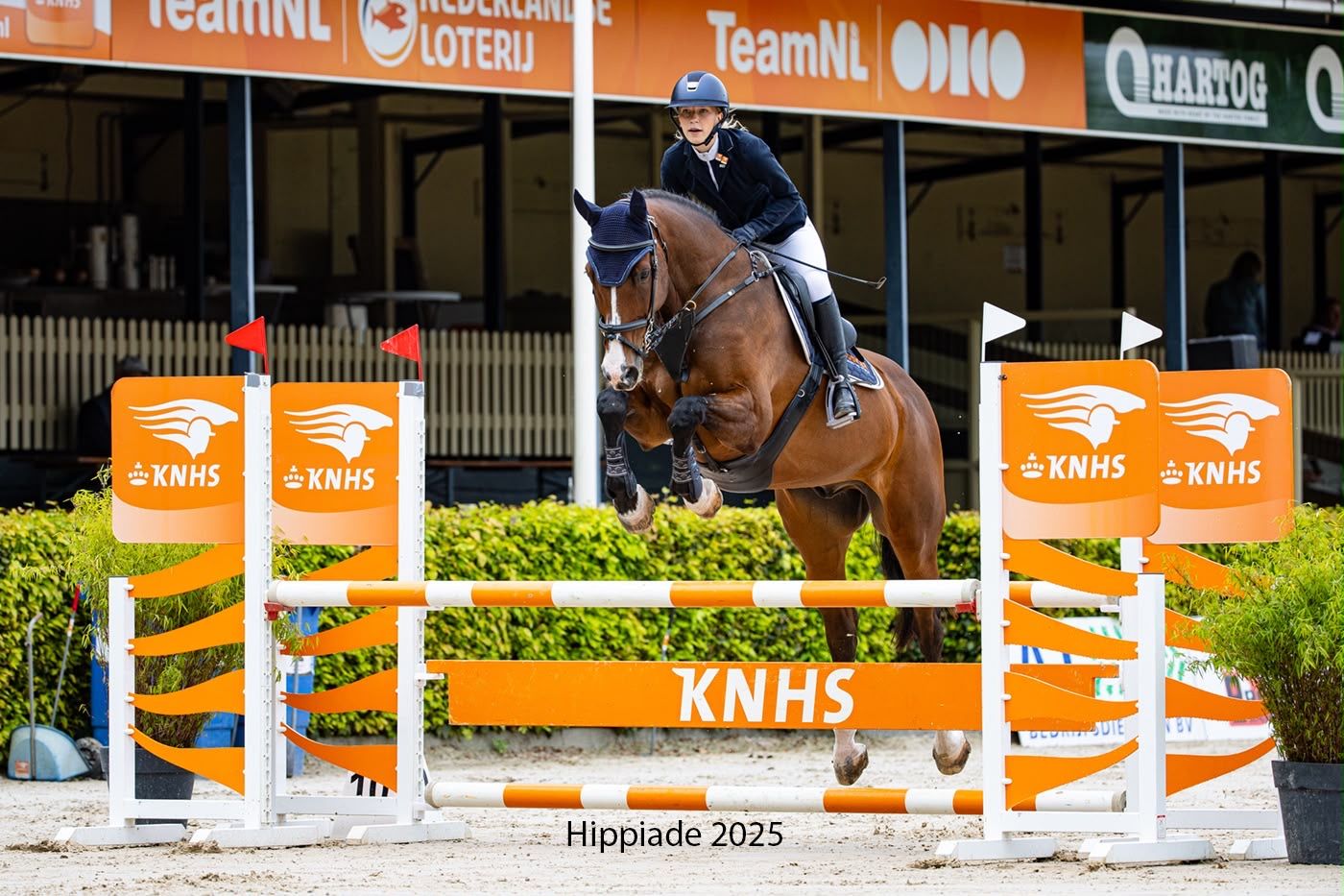 kwpn springpaard ruin 16 years old donkerbruin for sale - Photo 3