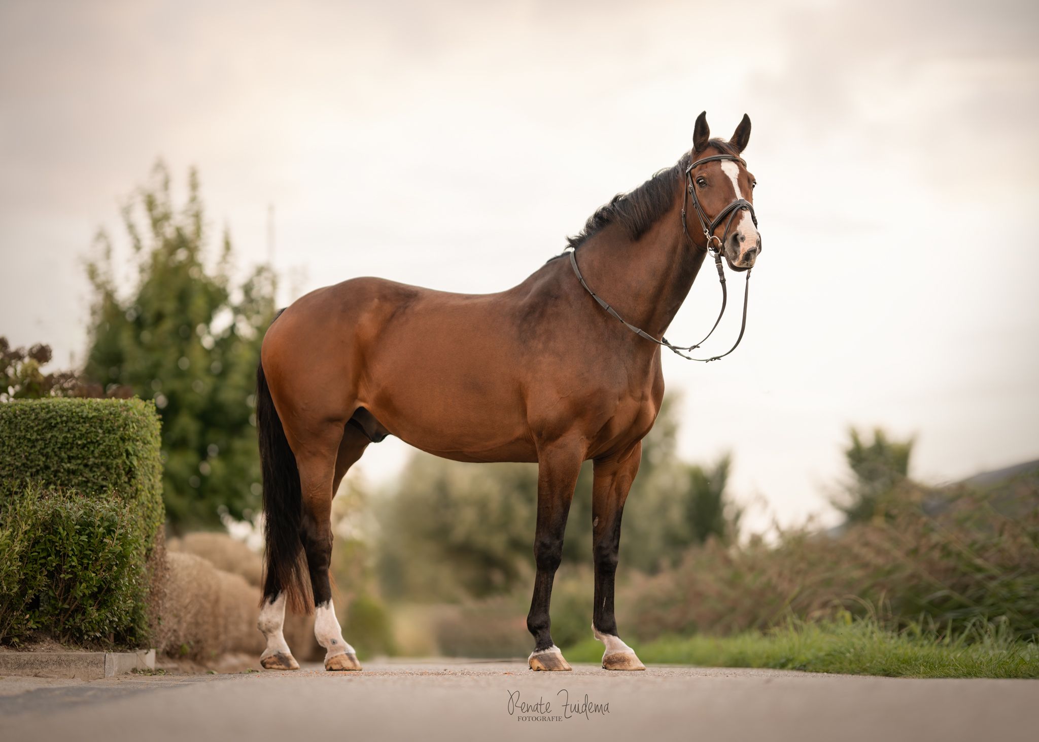 kwpn springpaard ruin 16 years old donkerbruin for sale - Photo 2