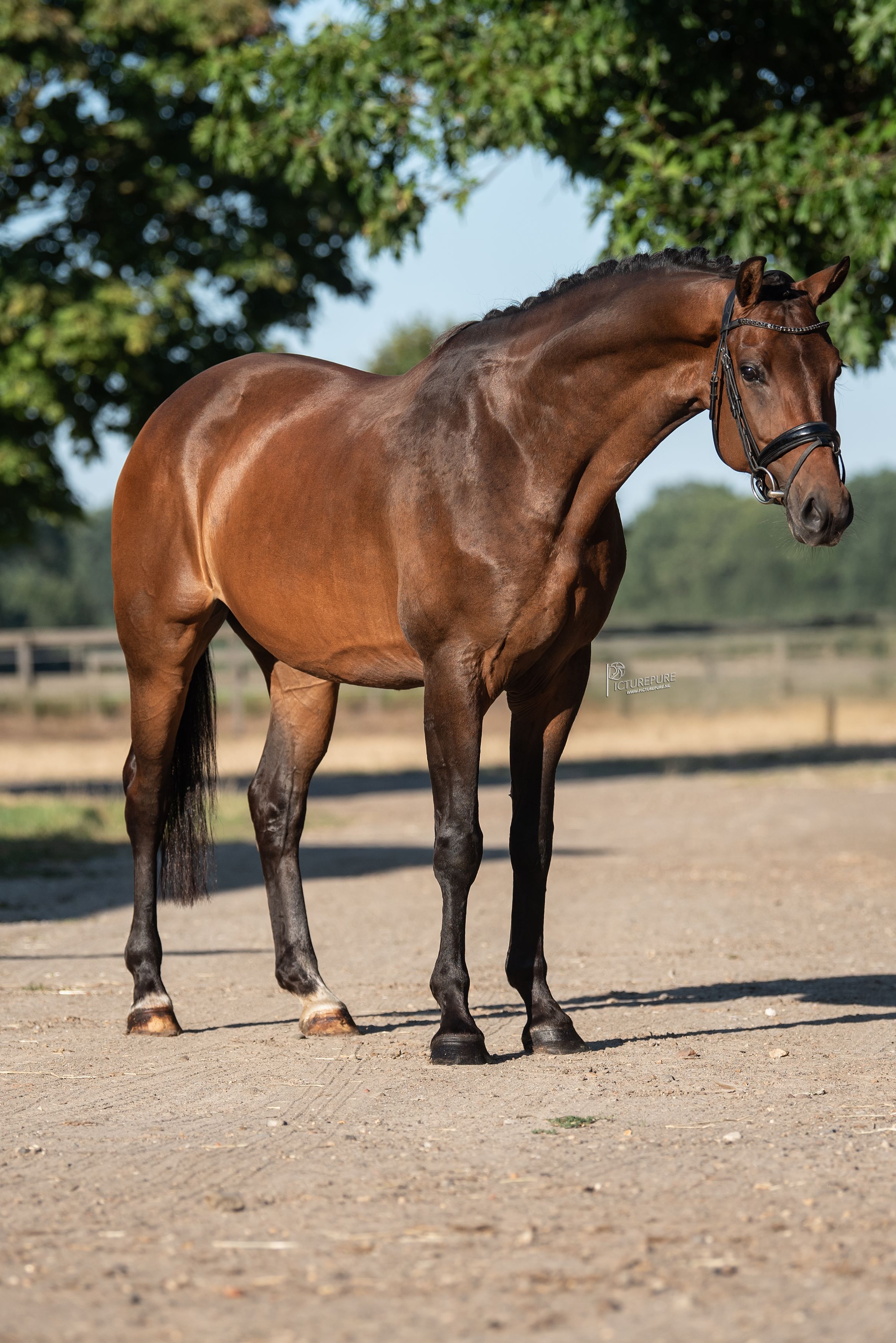 kwpn dressuurpaard merrie 5 ani bruin de vânzare - Foto 3
