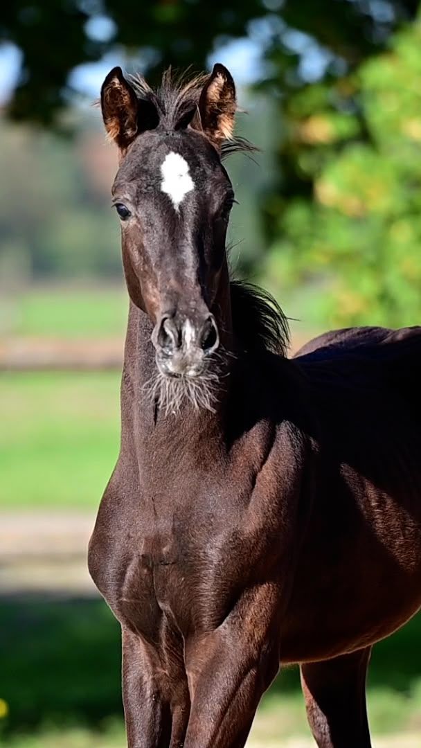 kwpn dressuurpaard merrie 0 ani zwart de vânzare - Foto 4