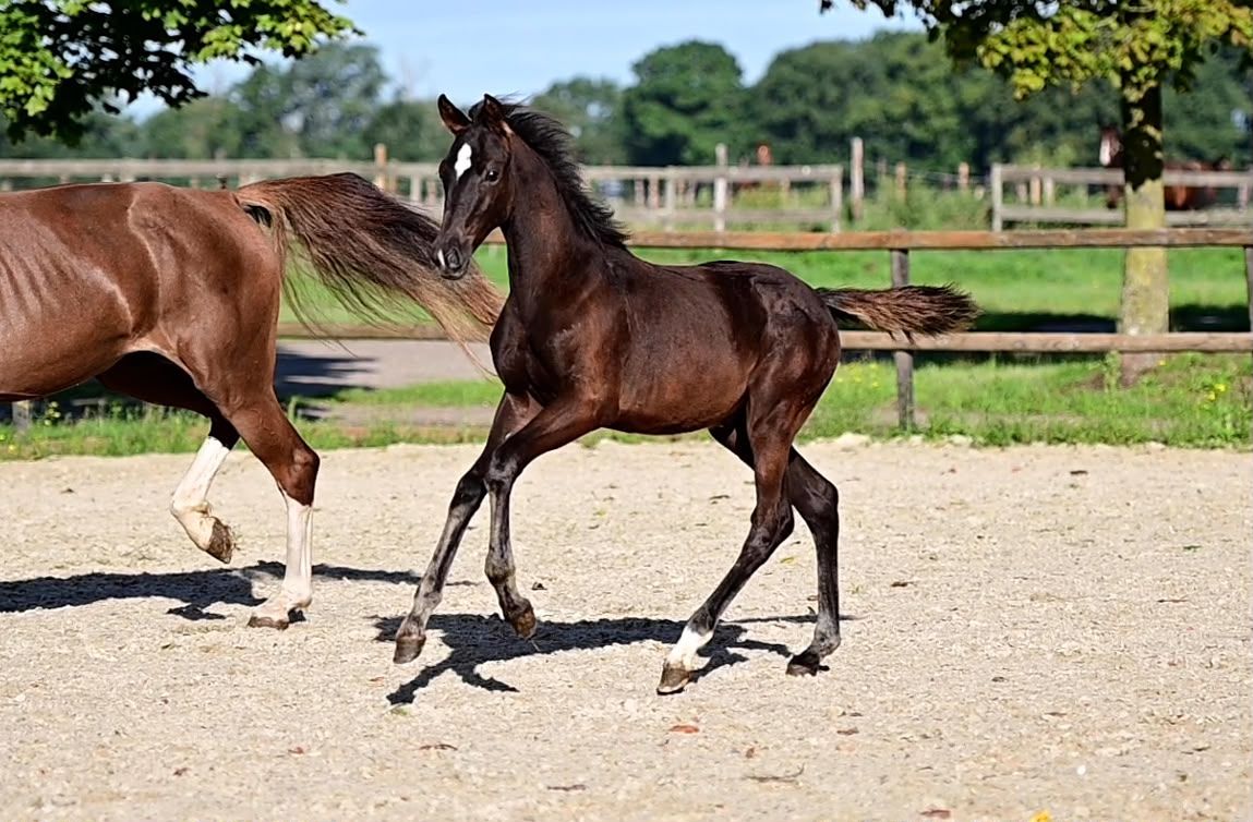 kwpn dressuurpaard merrie 0 ani zwart de vânzare - Foto 2