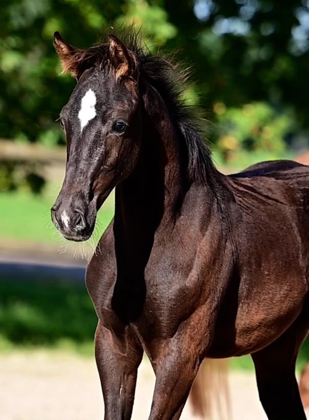 kwpn dressuurpaard merrie 0 ani zwart de vânzare - Foto 3