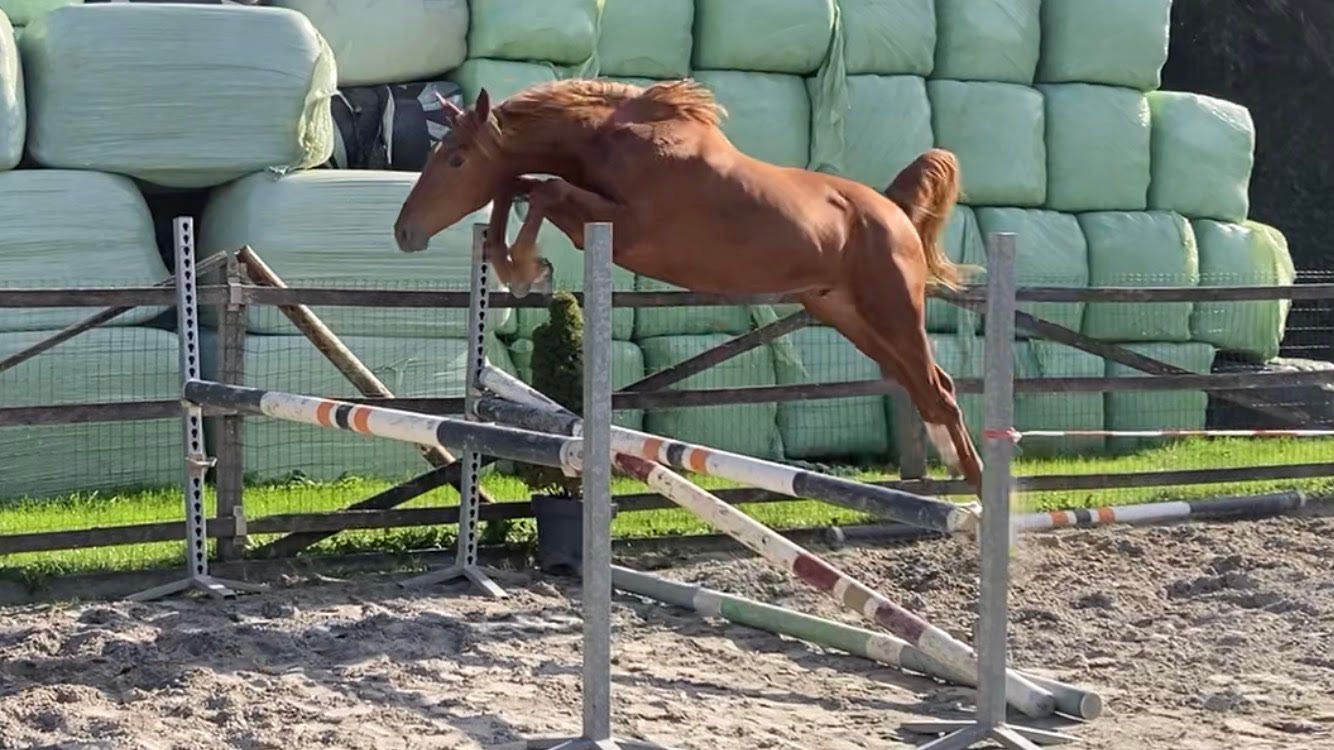 2yo stallion by Emerald v/h Ruytershof