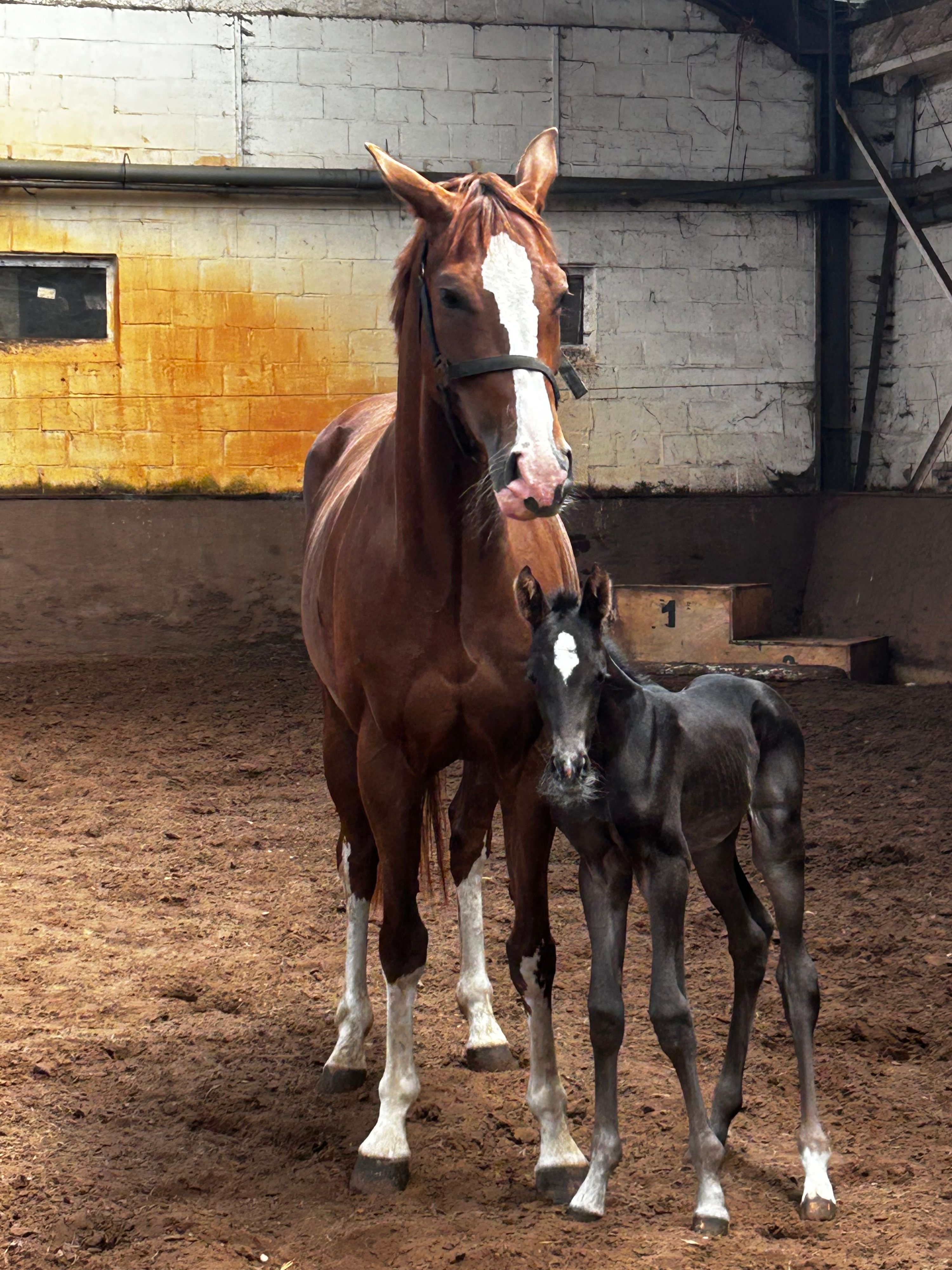 kwpn dressuurpaard merrie 0 ani zwart de vânzare - Foto 6