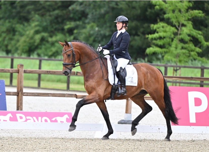 kwpn dressuurpaard ruin 5 ani bruin de vânzare - Foto 2