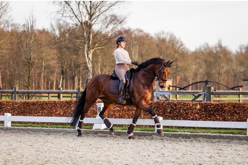 kwpn dressuurpaard ruin 5 ani bruin de vânzare - Foto 6
