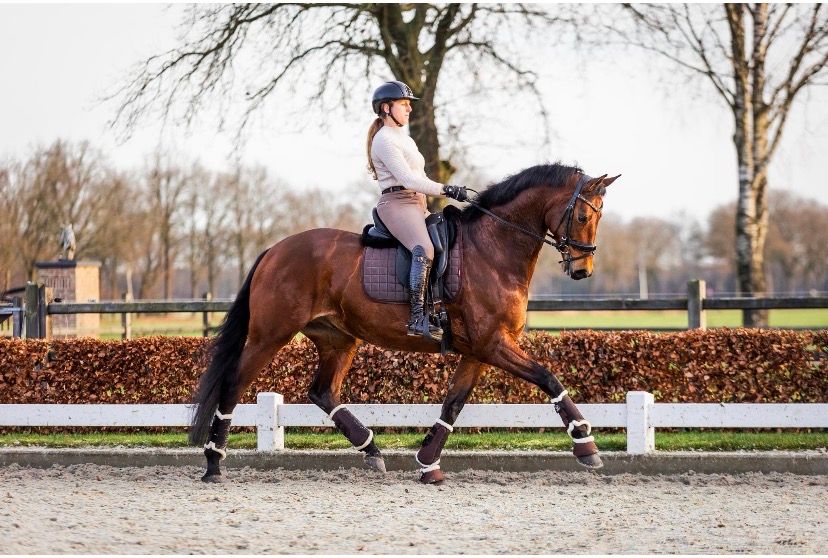 kwpn dressuurpaard ruin 5 ani bruin de vânzare - Foto 3
