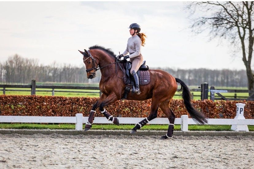 kwpn dressuurpaard ruin 5 ani bruin de vânzare - Foto 4