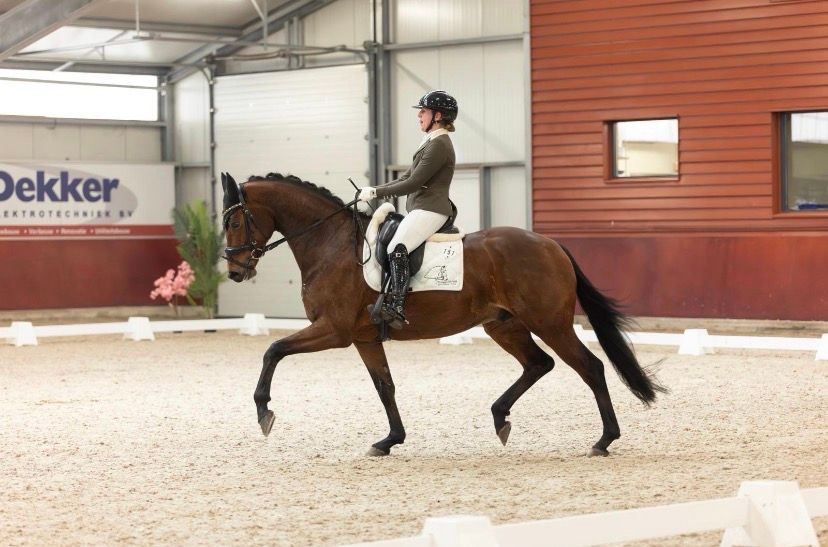 kwpn dressuurpaard ruin 5 ani bruin de vânzare - Foto 5