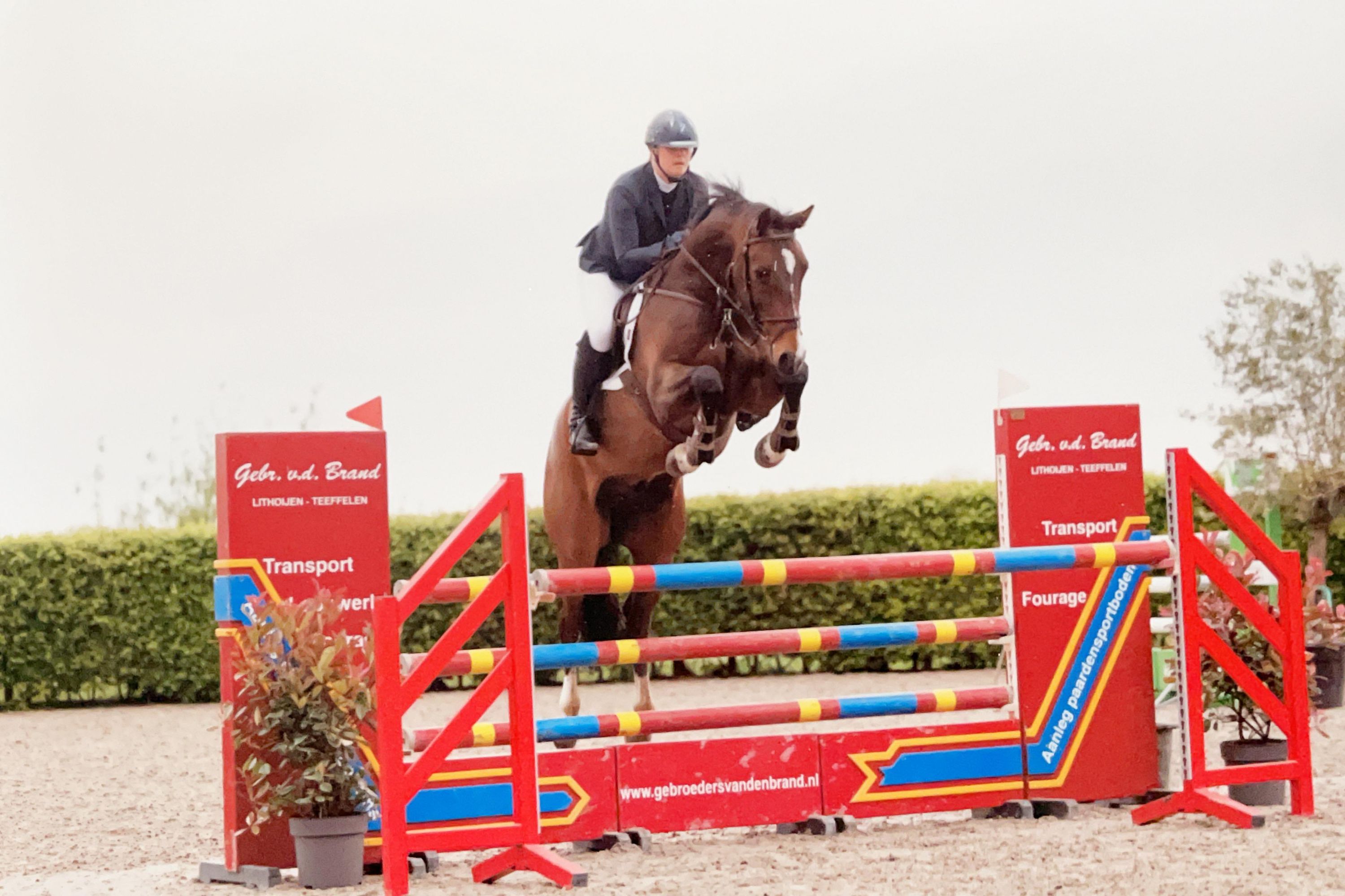 kwpn springpaard ruin 8 ans bruin à vendre - Photo 3