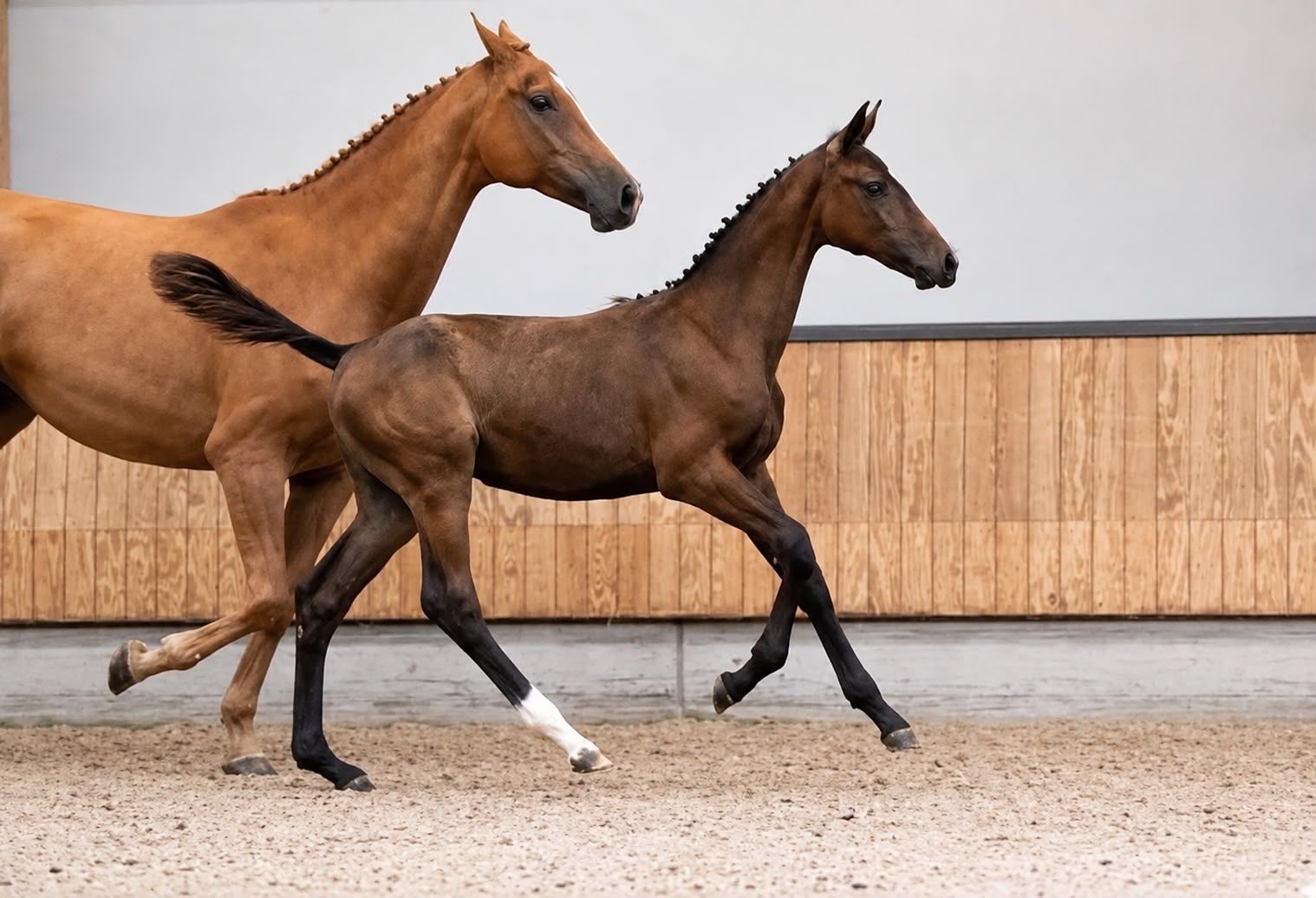 3-yr-old mare bred for showjumping