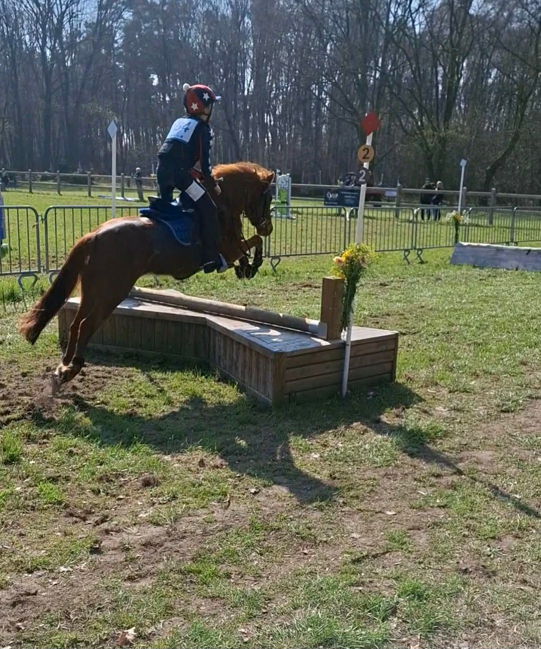 ander allround-pony ruin 6 Jahre alt vos zu verkaufen - Foto 6