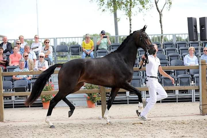 kwpn dressuurpaard hengst 0 سنوات bruin للبيع - صورة 2