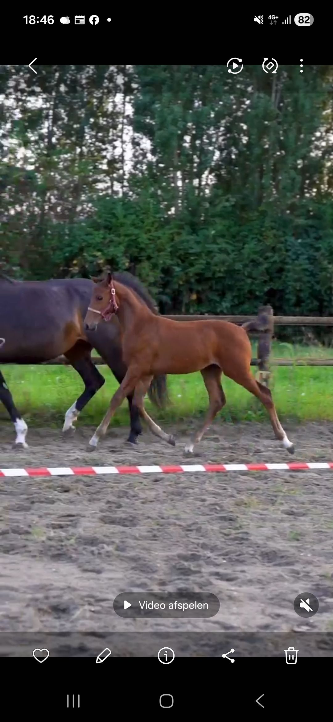 kwpn dressuurpaard hengst 0 سنوات bruin للبيع - صورة 3