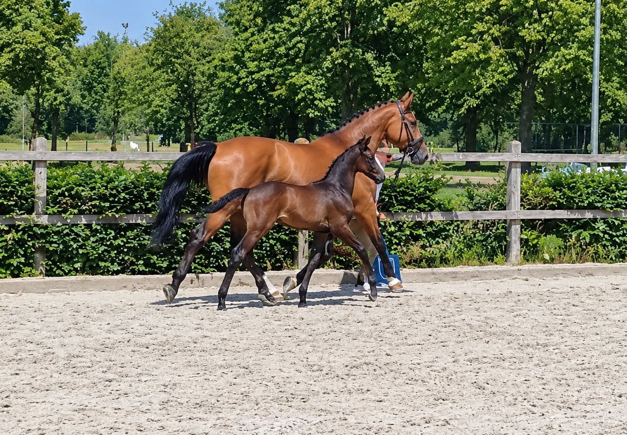 zangersheide springpaard hengst 0 lat donkerbruin na sprzedaż - Zdjęcie 2