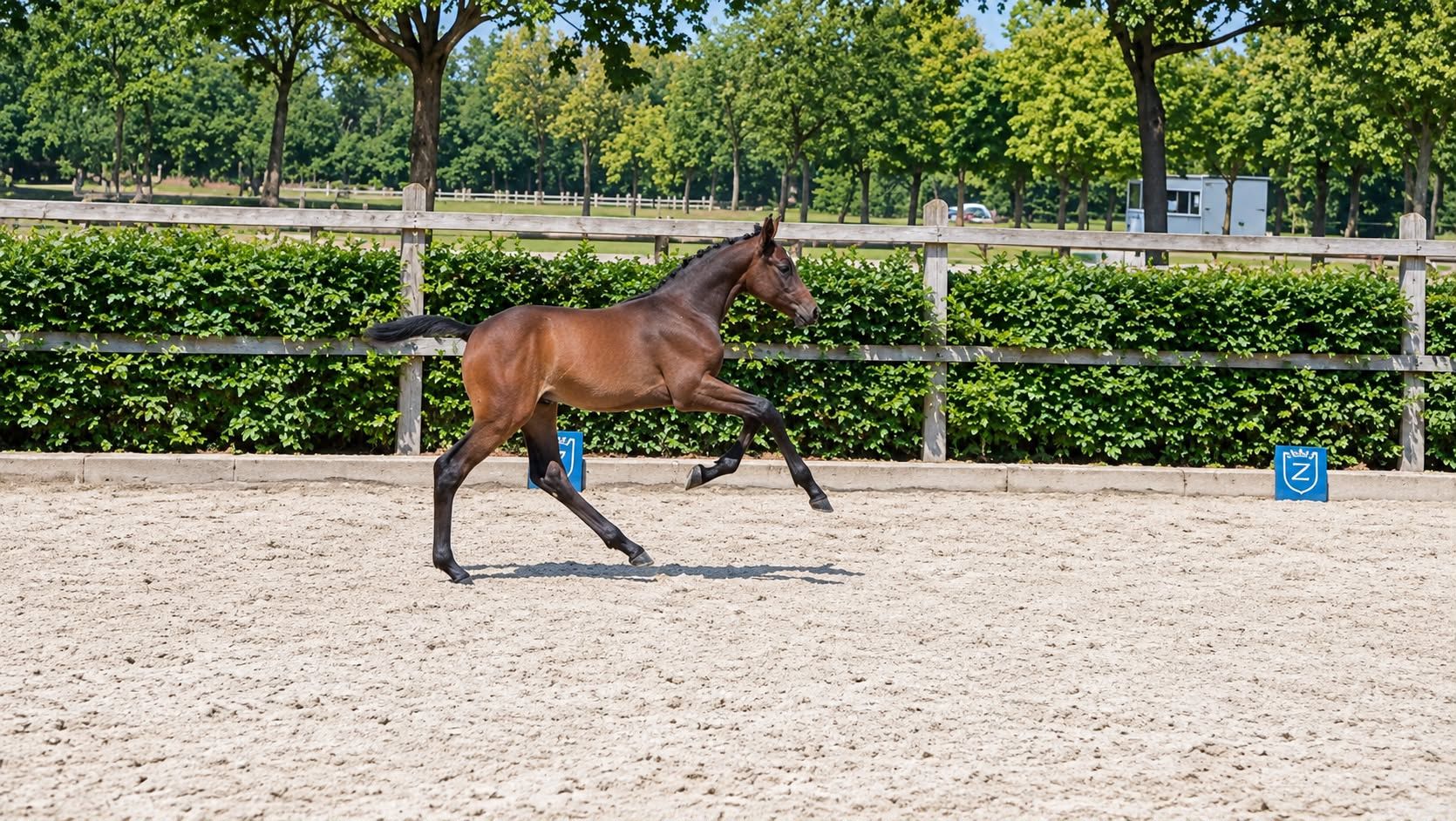 zangersheide springpaard hengst 0 lat donkerbruin na sprzedaż - Zdjęcie 3
