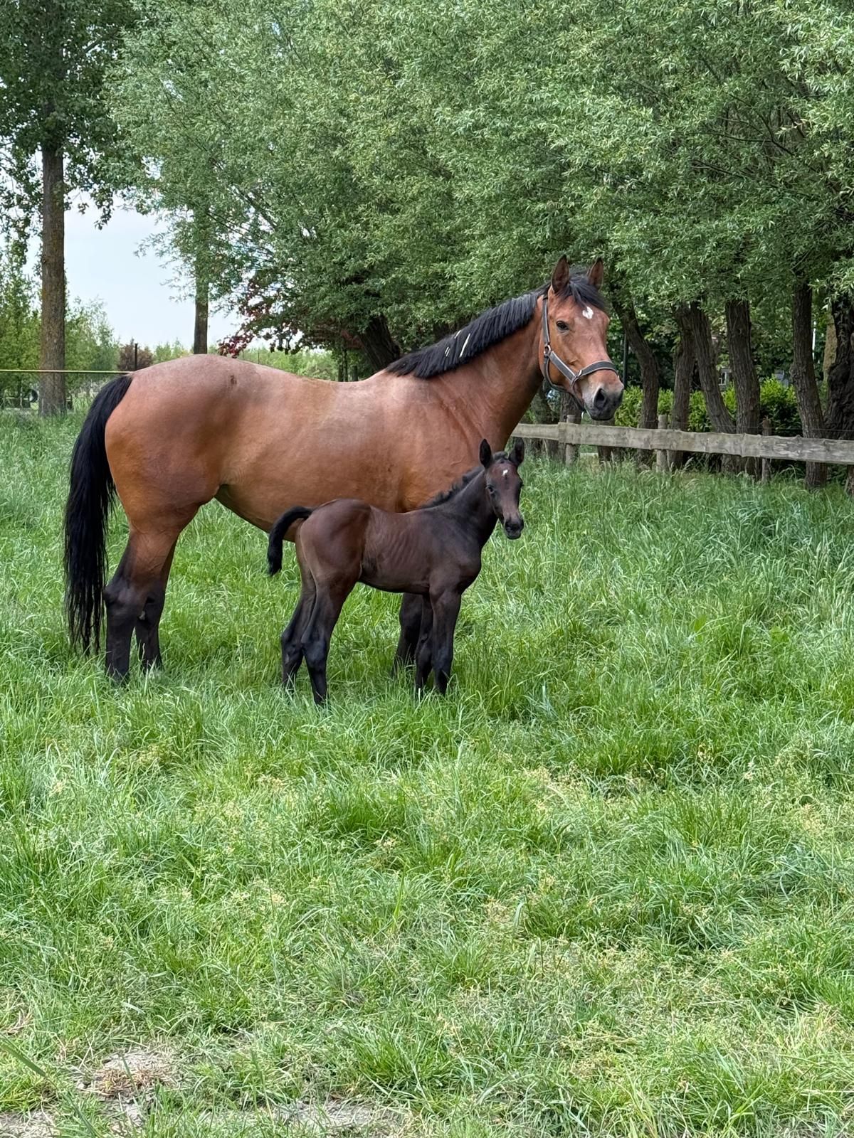 zangersheide springpaard hengst 0 lat donkerbruin na sprzedaż - Zdjęcie 5