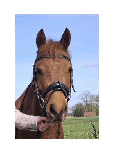 ander allround-pony ruin 6 Jahre alt vos zu verkaufen - Foto 2
