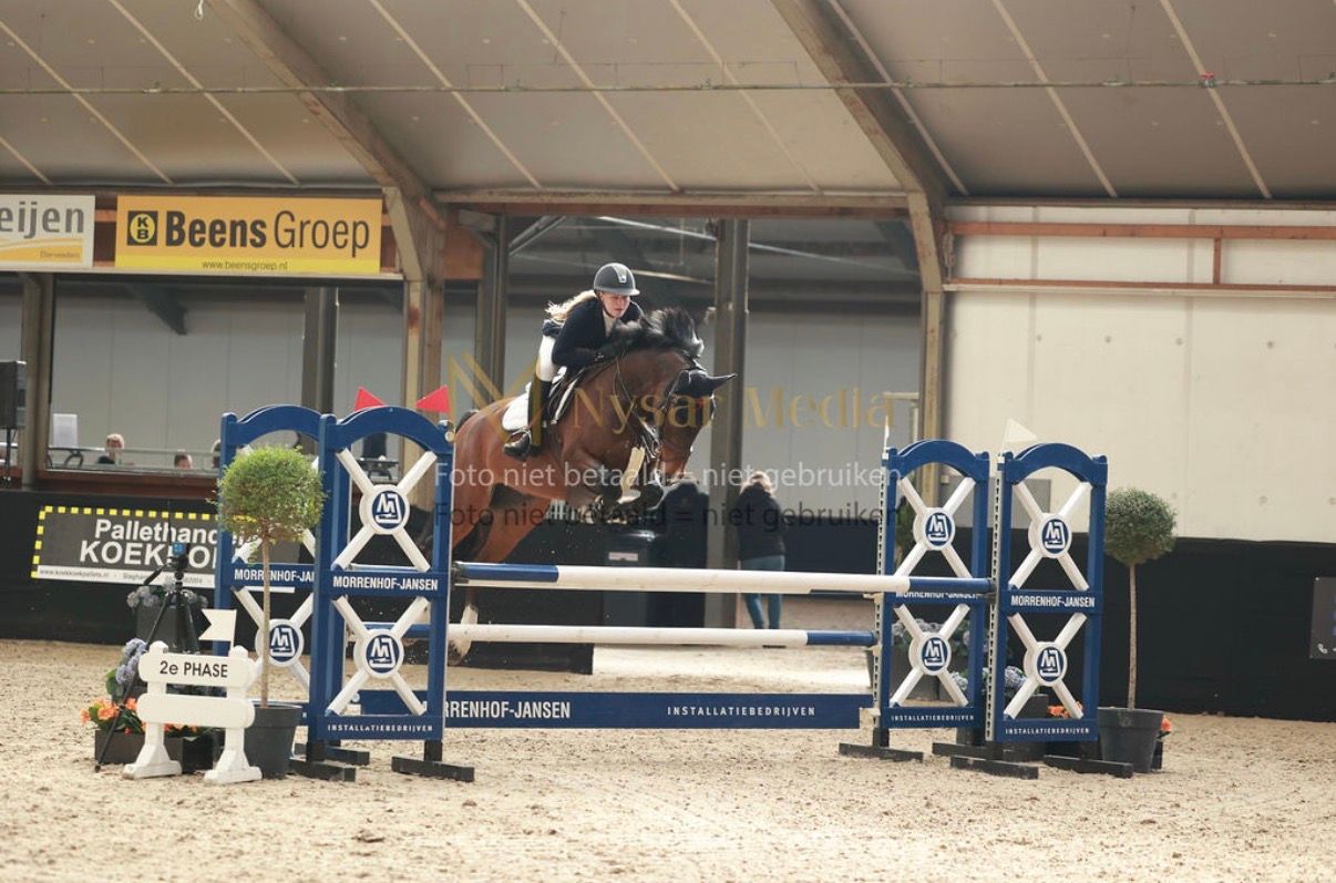 kwpn springpaard ruin 9 ani donkerbruin de vânzare - Foto 2